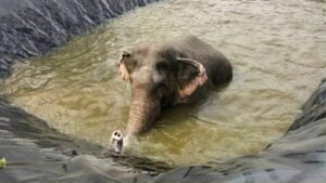 Elephant rescued from reservoir in Chumphon’s Phato district
