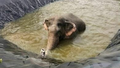 Elephant rescued from reservoir in Chumphon’s Phato district | Thaiger