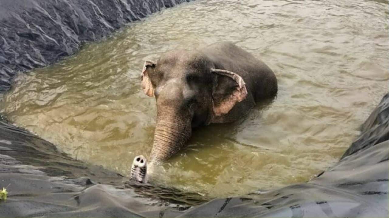 Elephant rescued from reservoir in Chumphon’s Phato district