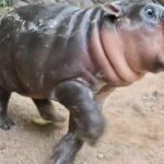 Pygmy hippo Moo Deng celebrates first birthday at Thai zoo | Thaiger