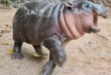 Pygmy hippo Moo Deng celebrates first birthday at Thai zoo