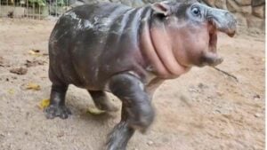 Pygmy hippo Moo Deng celebrates first birthday at Thai zoo