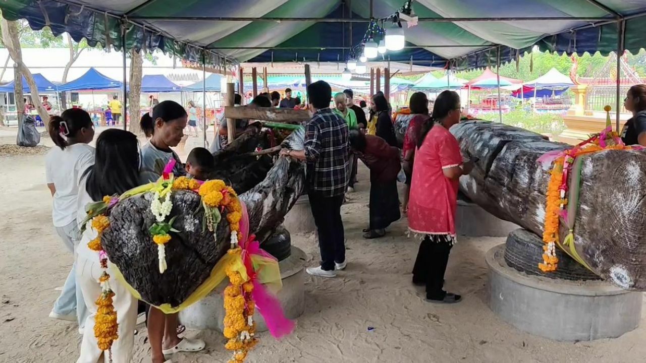 Locals seek lottery luck from ancient tree in Uthai Thani