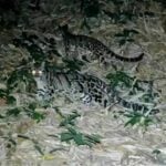 Rare wildlife captured in Kaeng Krachan National Park | Thaiger