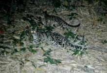 Rare wildlife captured in Kaeng Krachan National Park