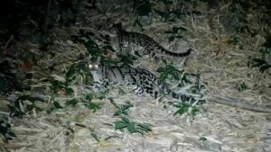 Rare wildlife captured in Kaeng Krachan National Park