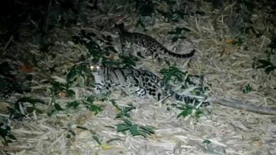 Rare wildlife captured in Kaeng Krachan National Park