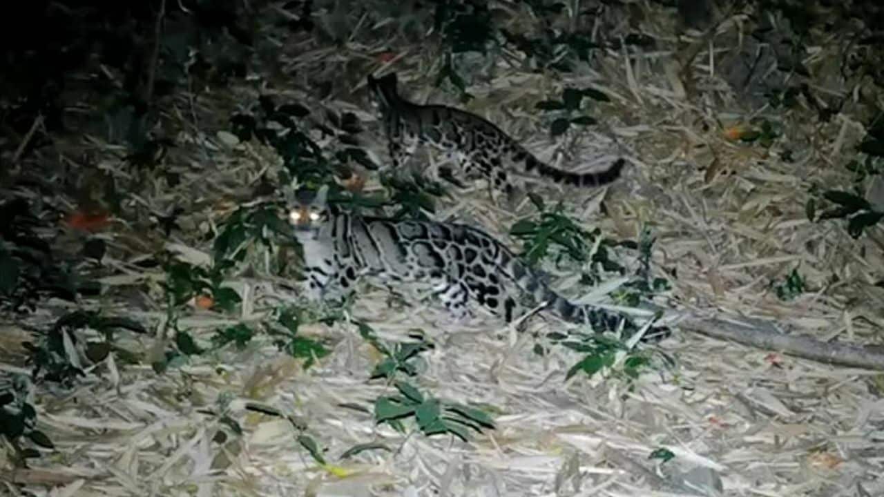 Rare wildlife captured in Kaeng Krachan National Park