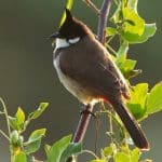 Tweet deal: Thailand considers delisting bulbul bird to boost green gains | Thaiger