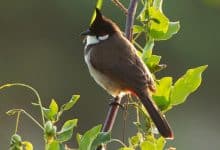 Tweet deal: Thailand considers delisting bulbul bird to boost green gains | Thaiger