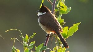 Tweet deal: Thailand considers delisting bulbul bird to boost green gains | Thaiger