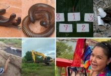 Thai lottery predictions stir excitement with unique sources