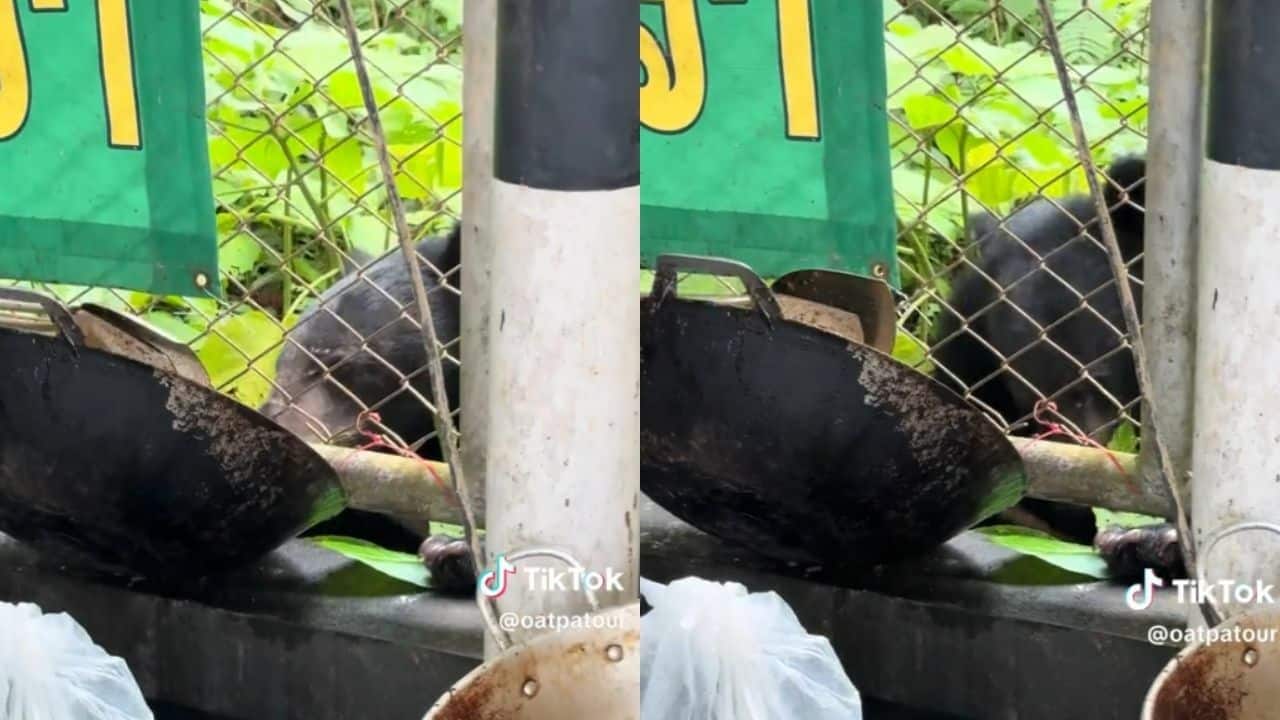 Bear encoutner at Khao Yai restaurant