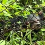Hungry bear shocks diners at restaurant in Khao Yai National Park | Thaiger