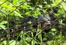 Hungry bear shocks diners at restaurant in Khao Yai National Park