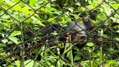 Hungry bear shocks diners at restaurant in Khao Yai National Park