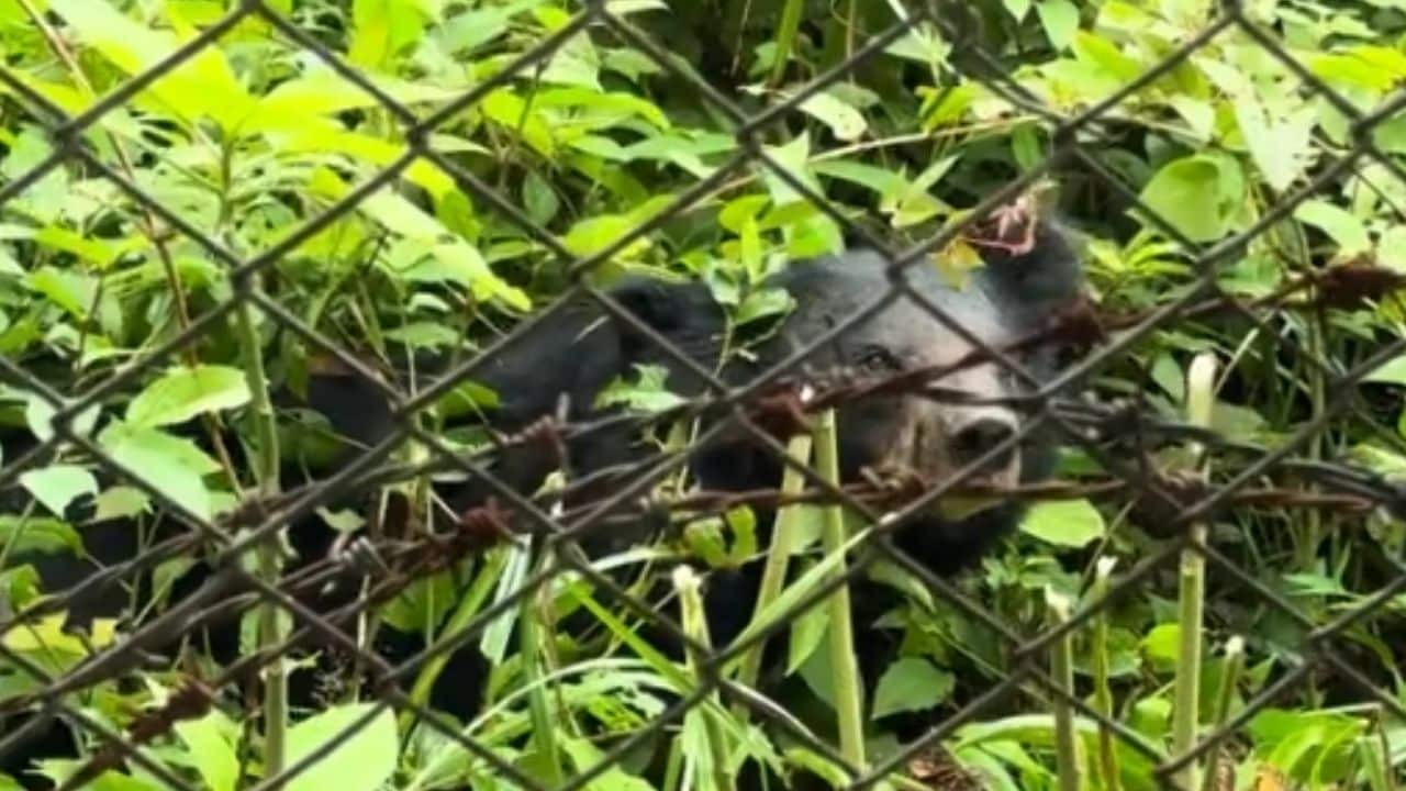 Hungry bear shocks diners at restaurant in Khao Yai National Park