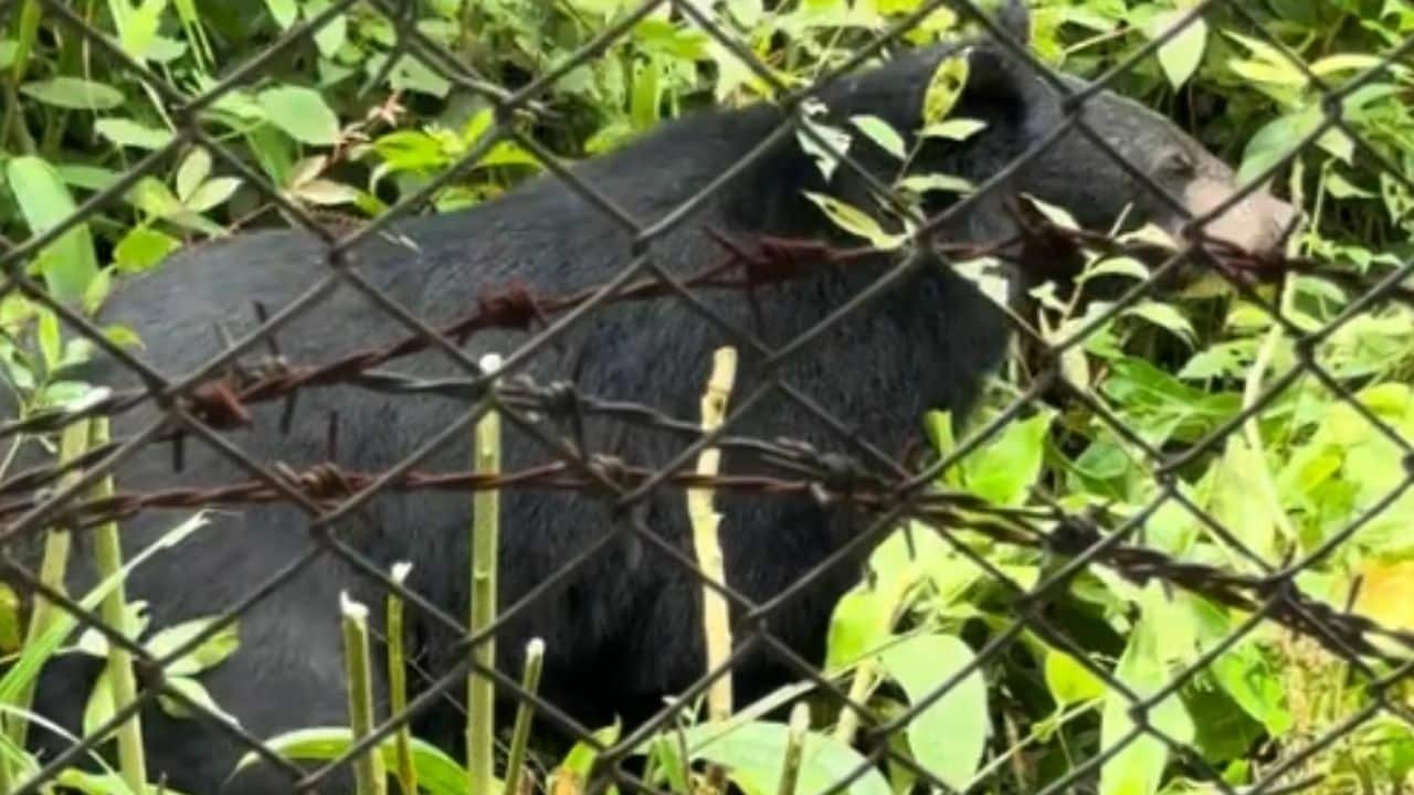 Diners encounter Asian Black Bear