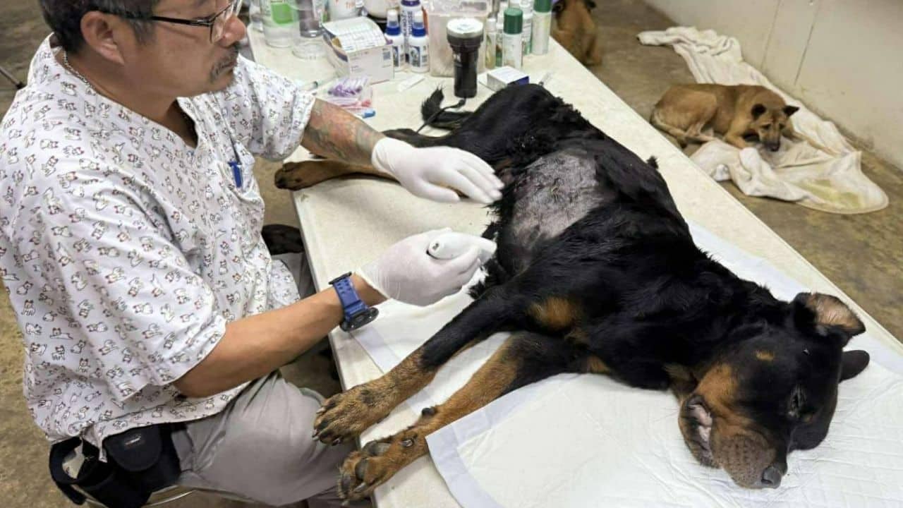 Four dogs saved after being left in Chiang Mai forest