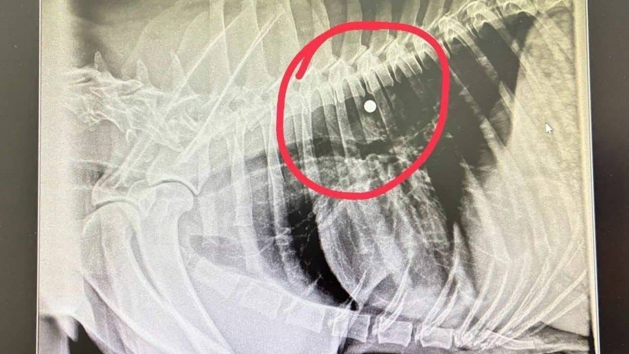 Dog shot and abandoned in forest