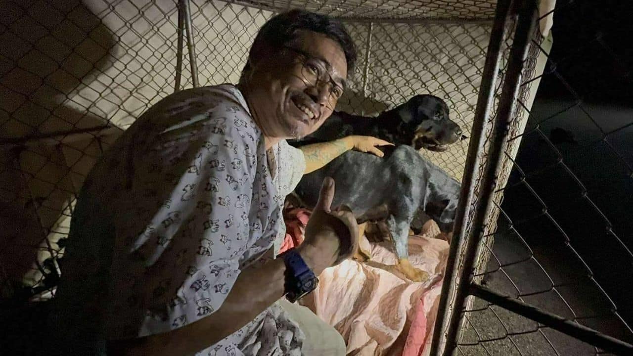 Four Rottweilers helped after shooting and abandonment