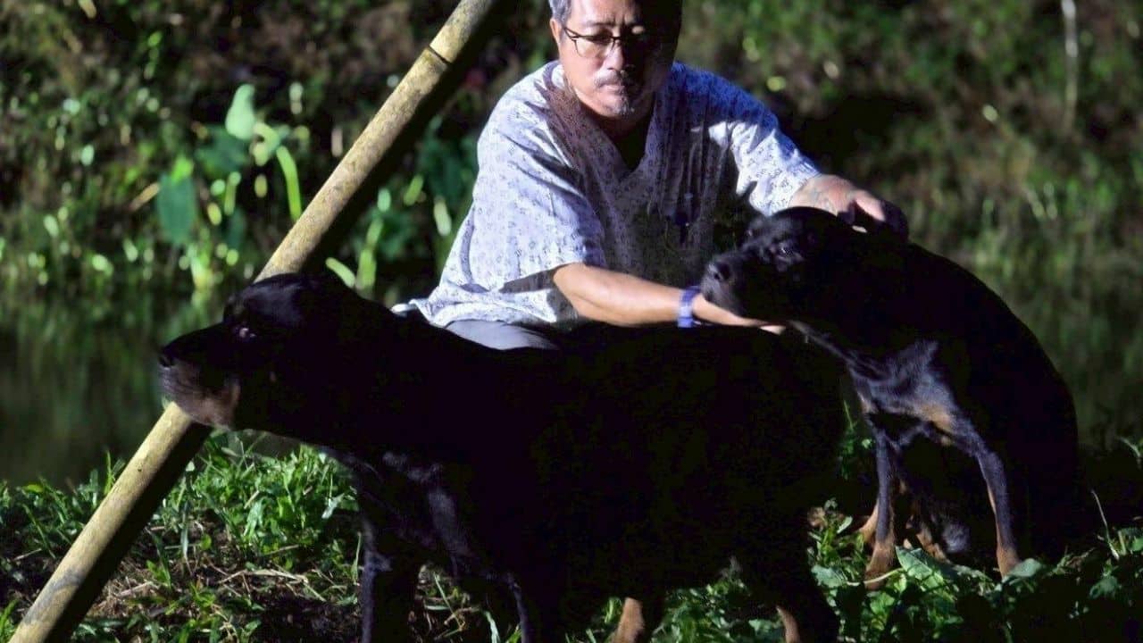 Rottweilers rescued in Chiang Mai