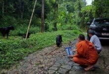 4 Rottweilers rescued after being left to die in Chiang Mai forest