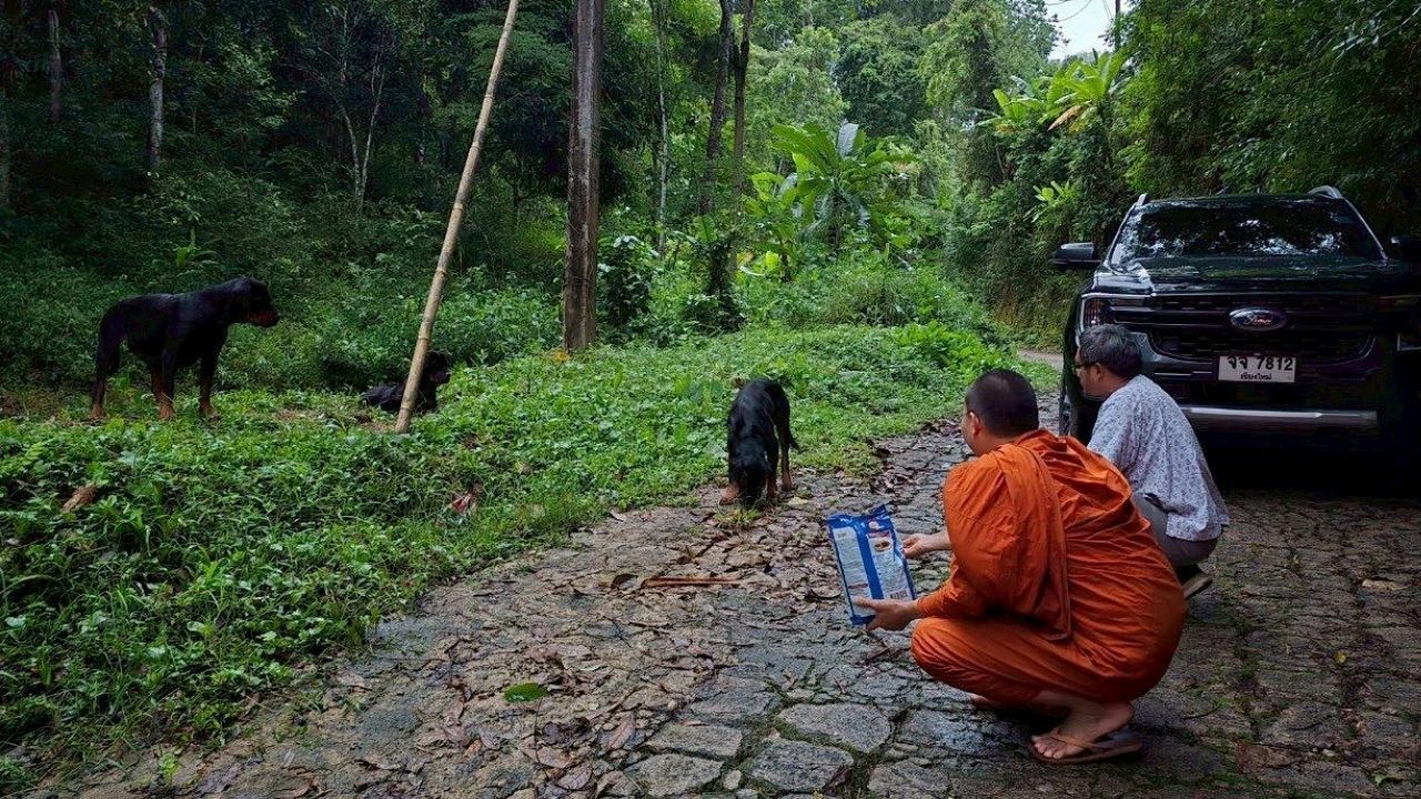 4 Rottweilers rescued after being left to die in Chiang Mai forest