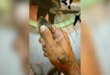 Cobra content turns deadly for Thai man in Khon Kaen resort