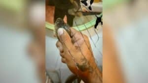 Cobra content turns deadly for Thai man in Khon Kaen resort