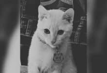 Thai woman seeks justice after rubbish collector cooks her pet cat