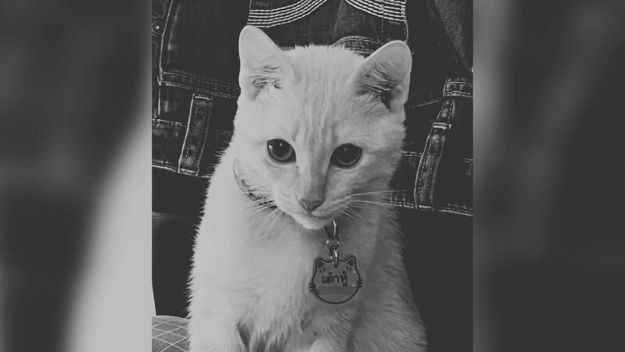 Thai woman seeks justice after rubbish collector cooks her pet cat