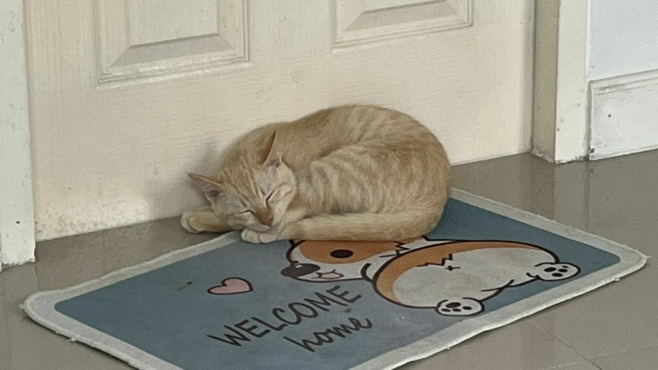 Missing cat found dead and grilled