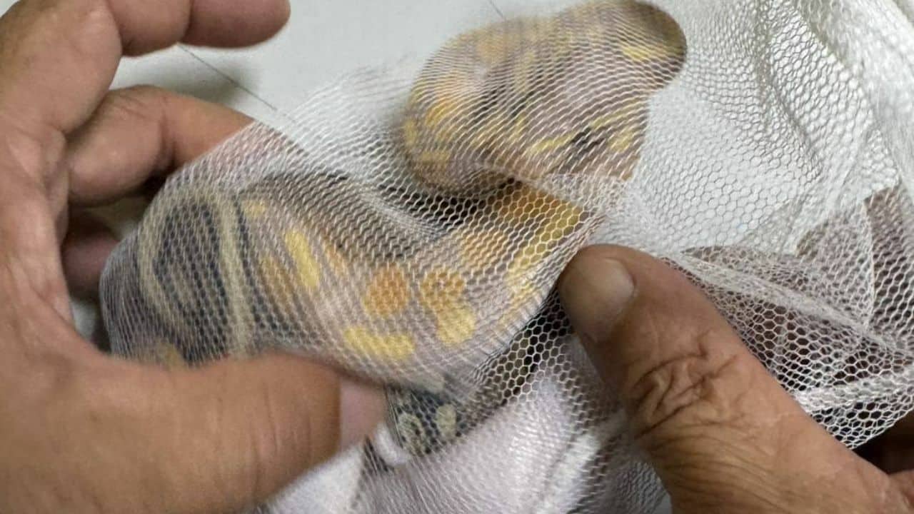 Sri Lankan man with hideen snakes in underwear