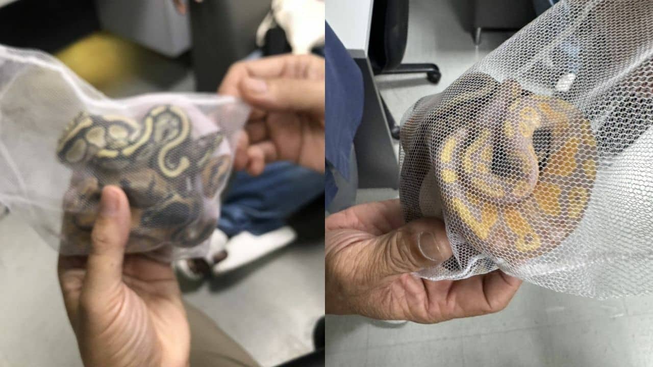 Animal trafficking three snakes found in man's underwear