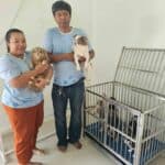 Stranded chihuahuas reunite with owner after 3-month hotel stay | Thaiger