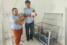 Stranded chihuahuas reunite with owner after 3-month hotel stay