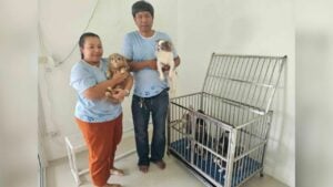 Stranded chihuahuas reunite with owner after 3-month hotel stay
