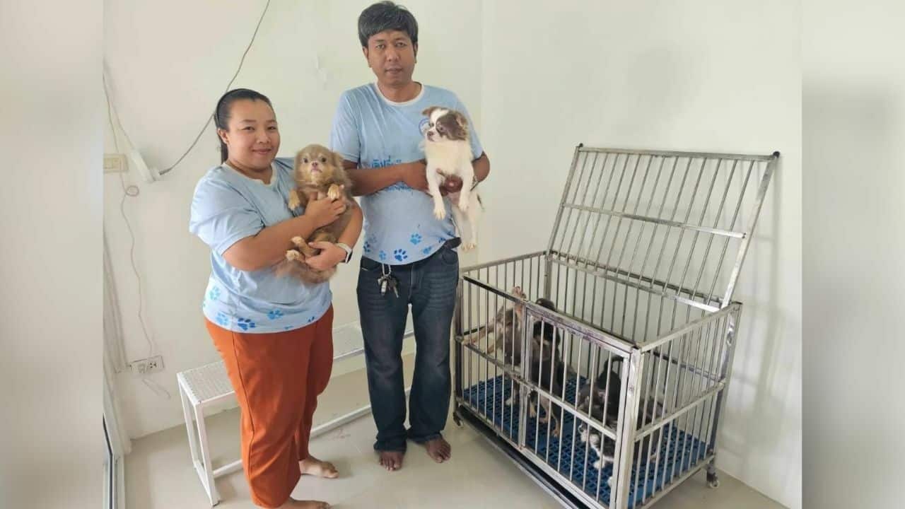 Stranded chihuahuas reunite with owner after 3-month hotel stay