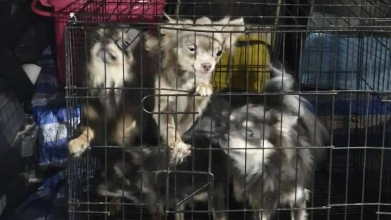 Stranded chihuahuas reunite with owner after 3-month hotel stay | News by Thaiger