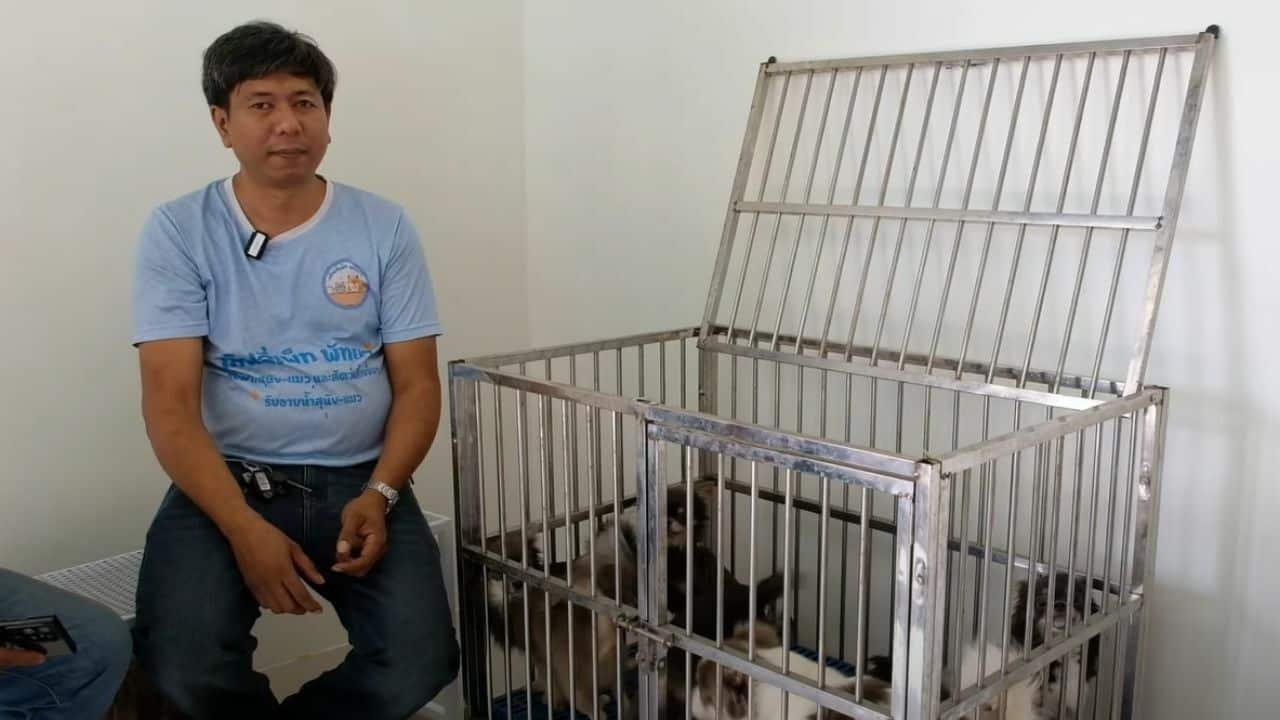 Stranded chihuahuas reunite with owner after 3-month hotel stay | News by Thaiger