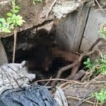 Naked American man in Bangkok sewer refuses help and bites rescuers | Thaiger