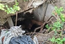 Naked American man in Bangkok sewer refuses help and bites rescuers