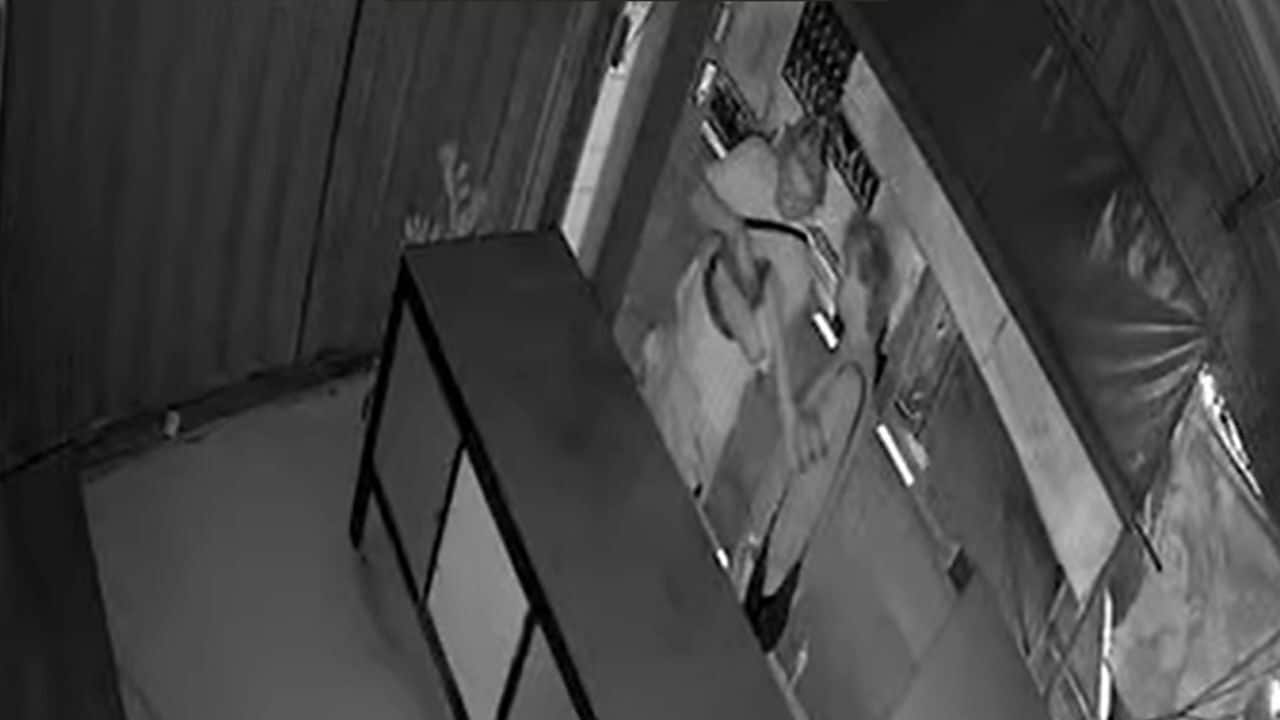 Foreigners steal cat in Phuket