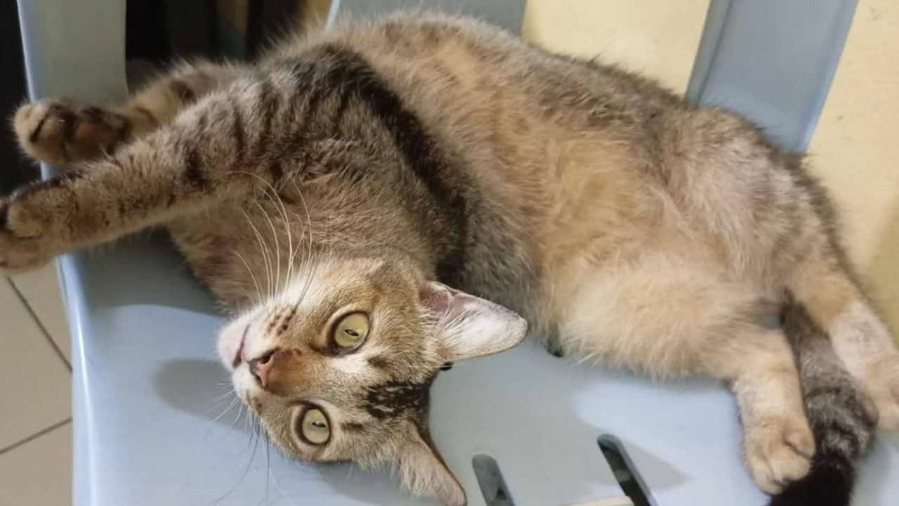 Tabby cat kidnapped by two foreign men in Phuket
