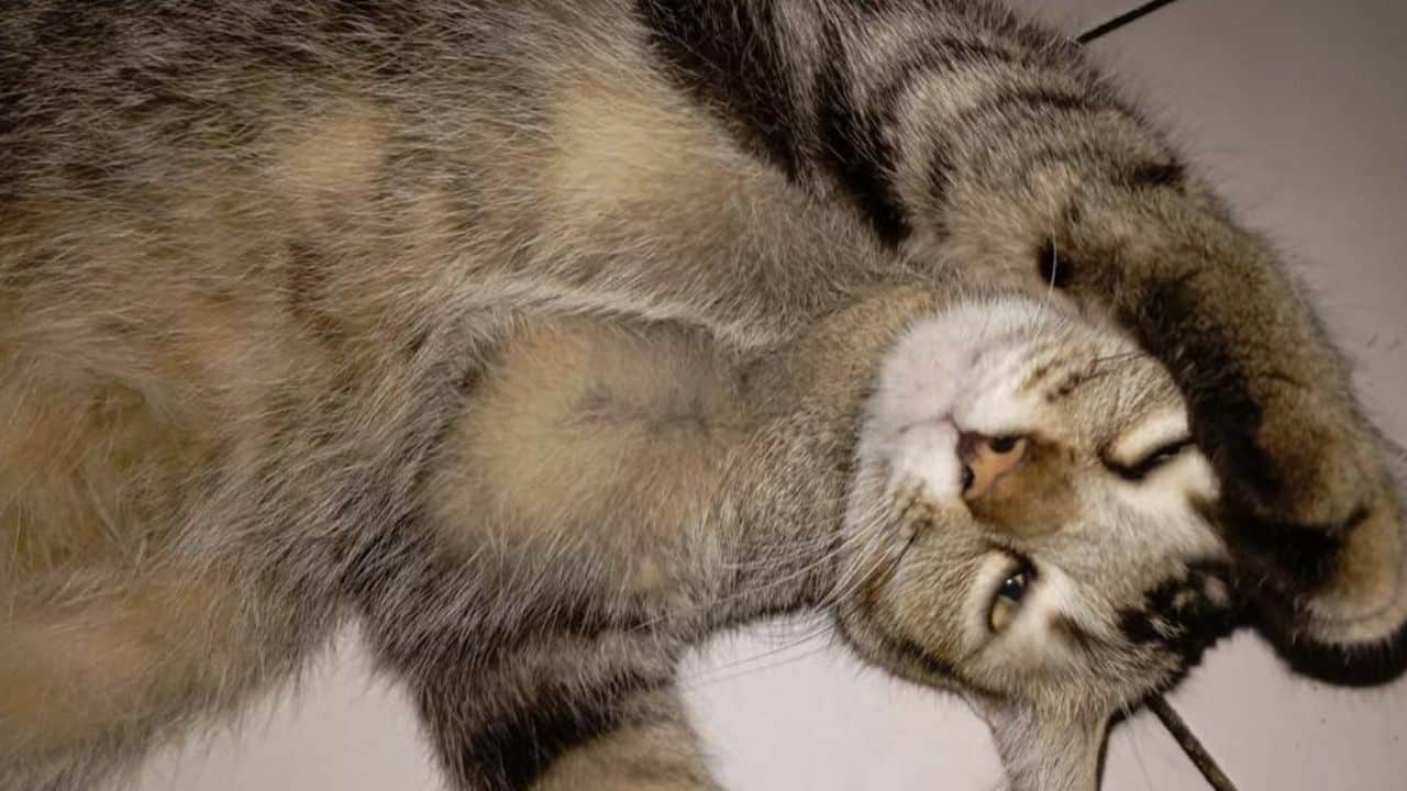 Foreigners caught on CCTV camera taking away pet cat