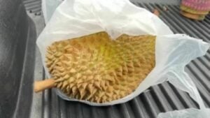 Thai man’s face impaled by durian in pickup crash in Buriram