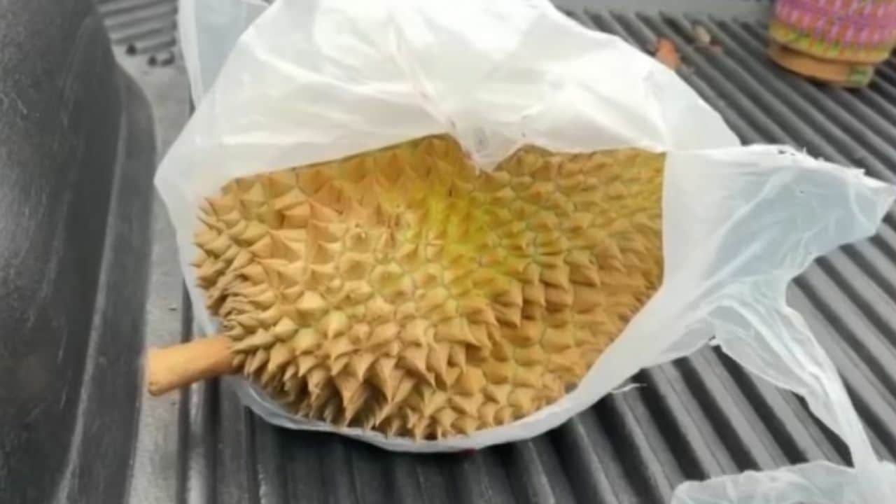 Thai man’s face impaled by durian in pickup crash in Buriram