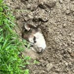 Howl of shame: Foreigner accused of burying Siberian Husky alive in Phuket | Thaiger