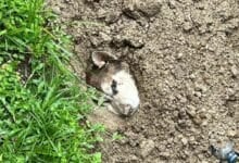 Howl of shame: Foreigner accused of burying Siberian Husky alive in Phuket
